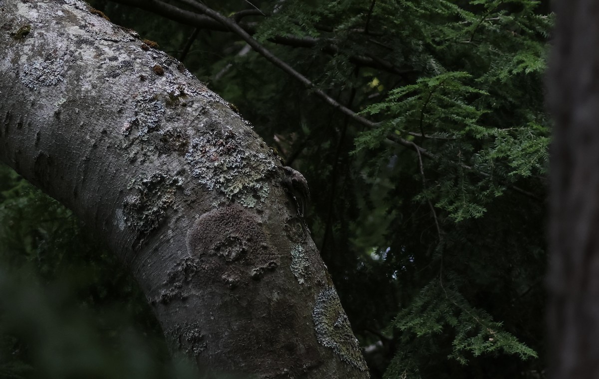 Brown Creeper - ML601721131