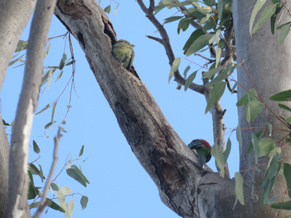 Red-rumped Parrot - ML601721241