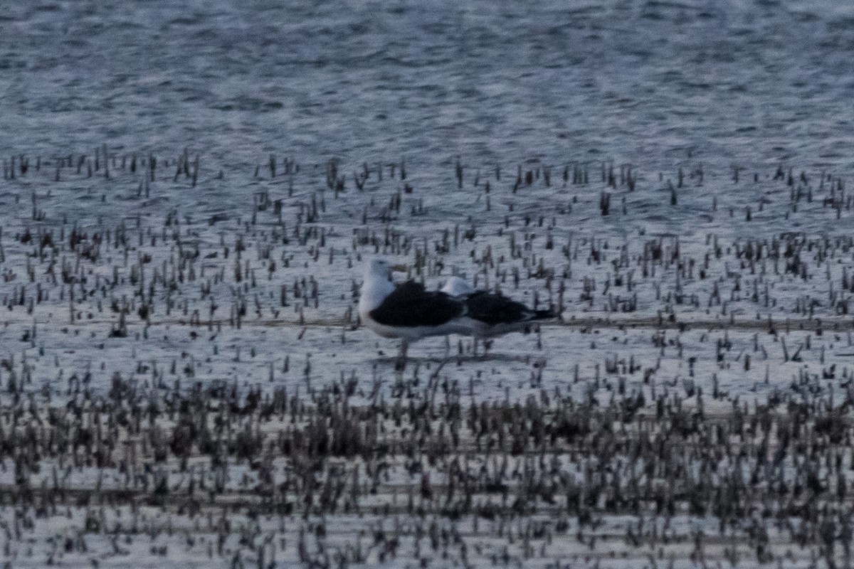 Great Black-backed Gull - ML601721581