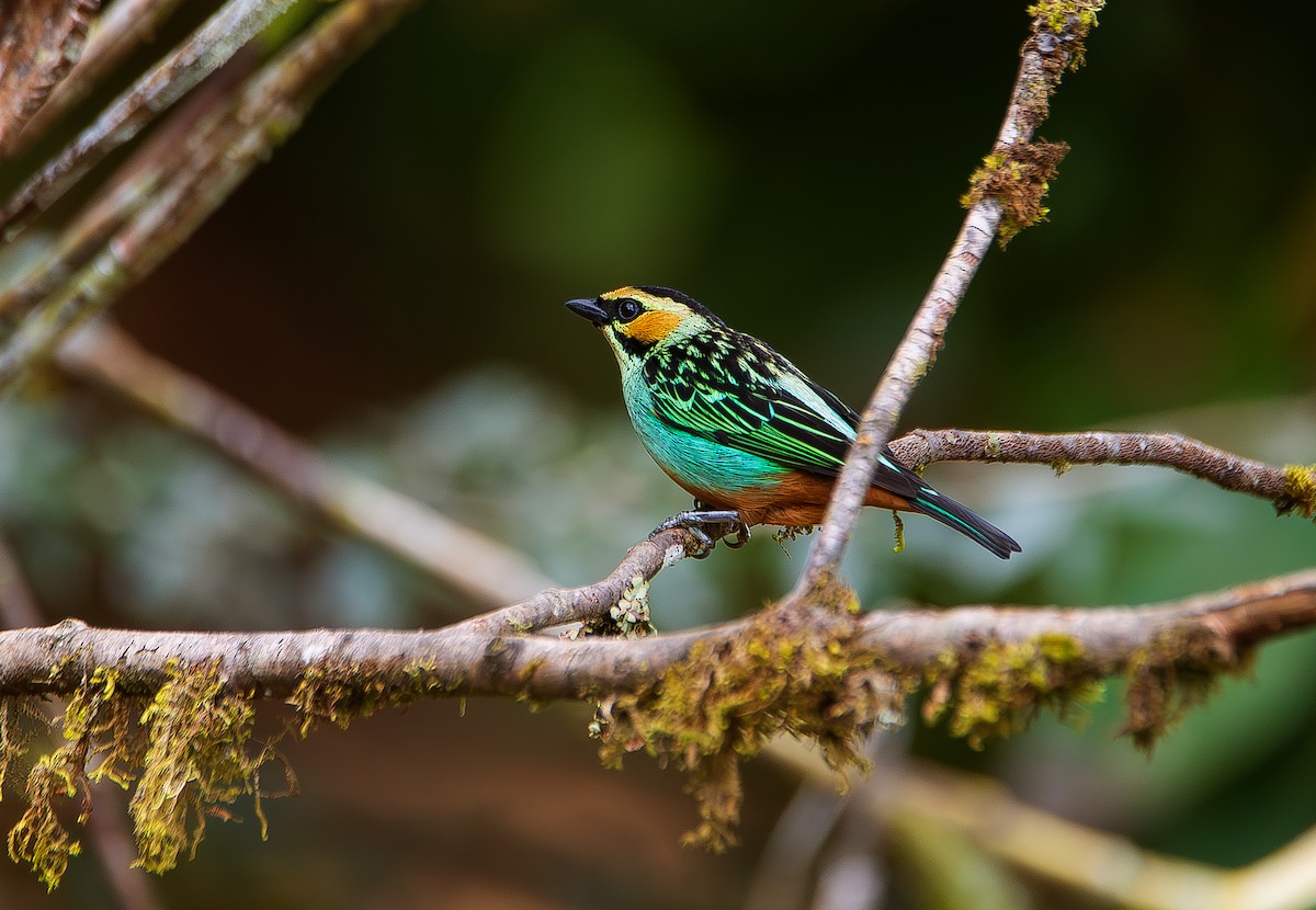 Golden-eared Tanager - José Antonio Padilla Reyes