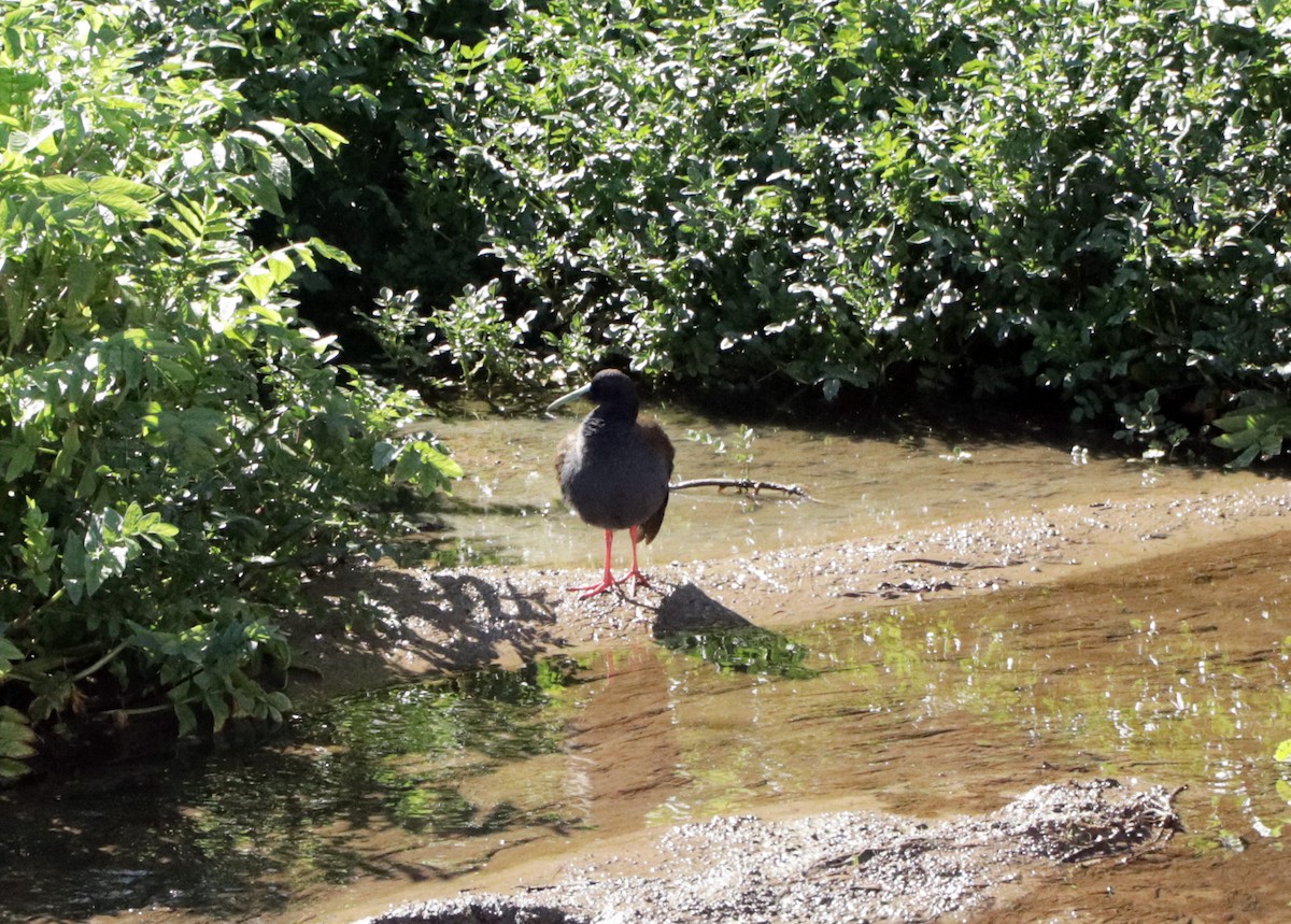 Plumbeous Rail - Patricio Camacho