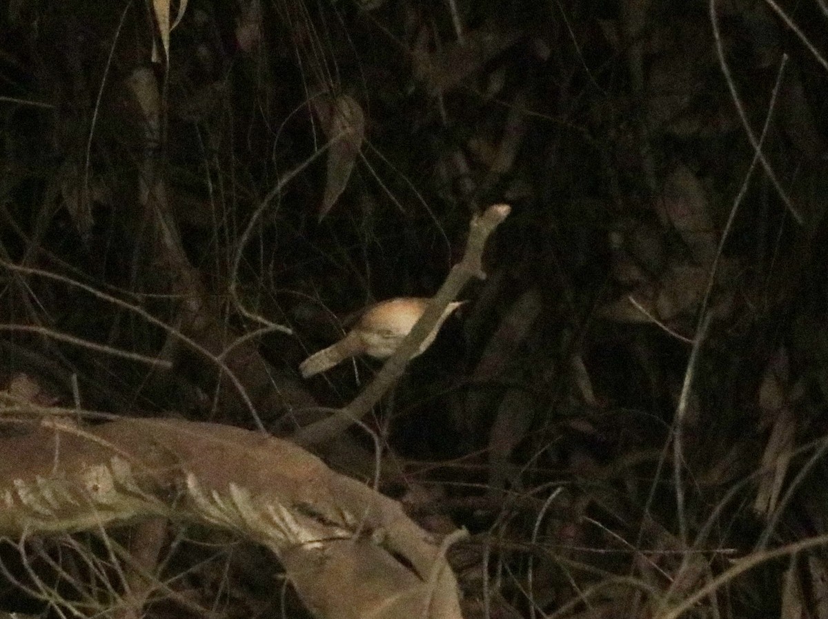 House Wren - Patricio Camacho