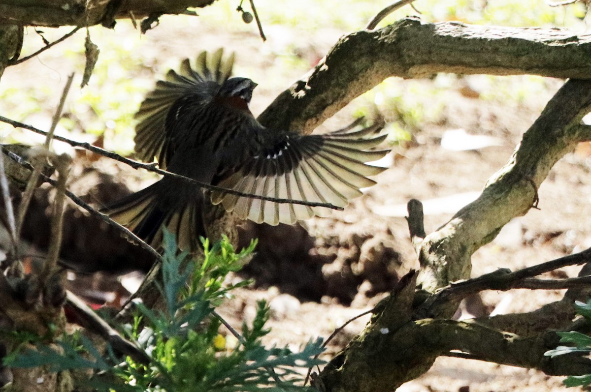 Rufous-collared Sparrow - ML601722291