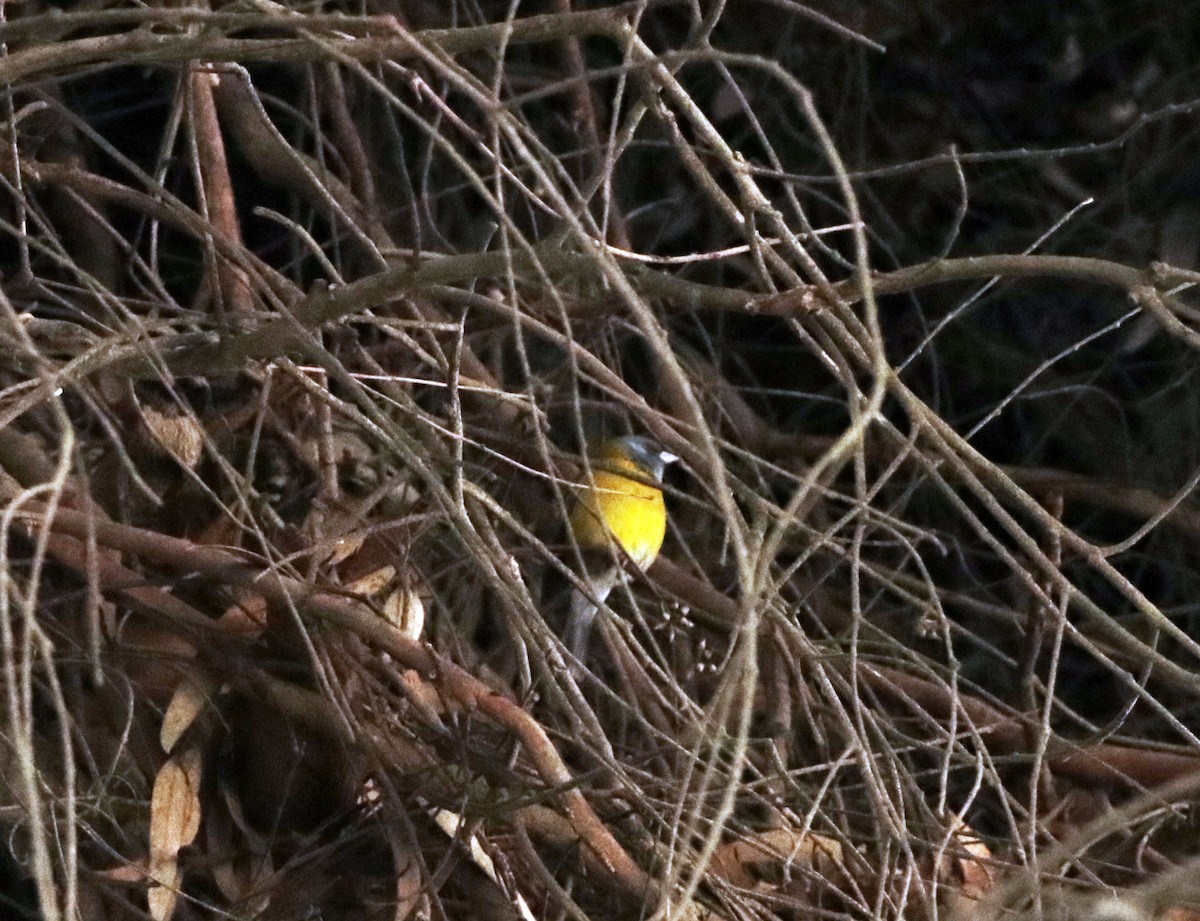 Gray-hooded Sierra Finch - ML601722311