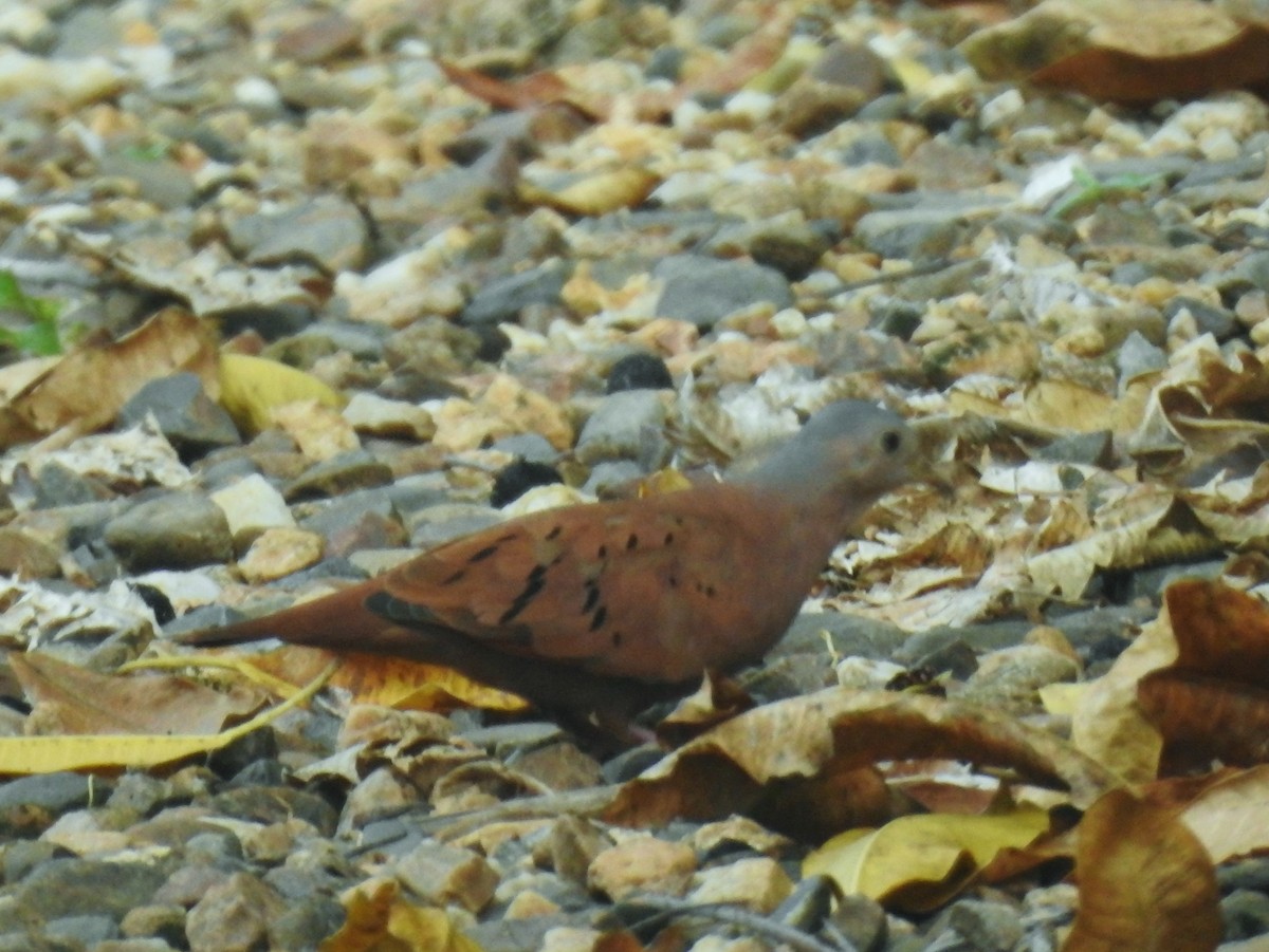 Ruddy Ground Dove - ML601723031