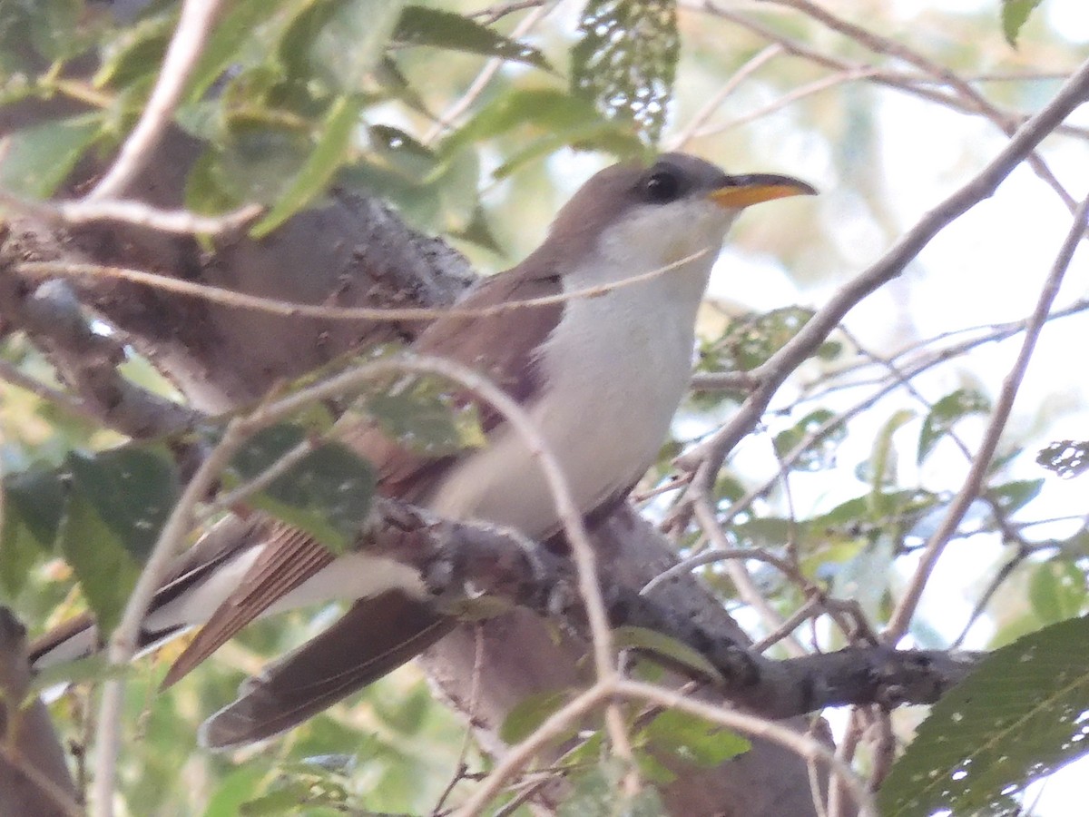 Yellow-billed Cuckoo - ML601723141