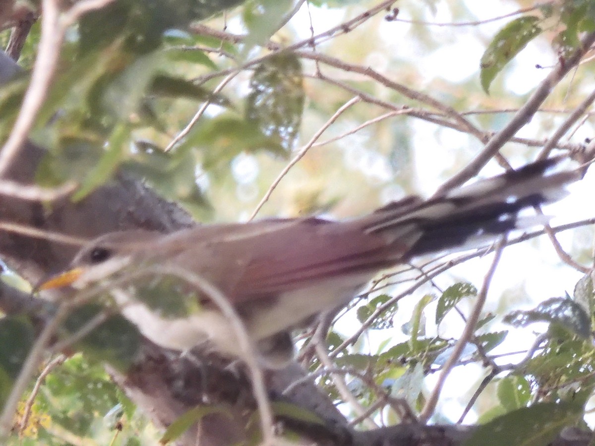 Yellow-billed Cuckoo - ML601723161