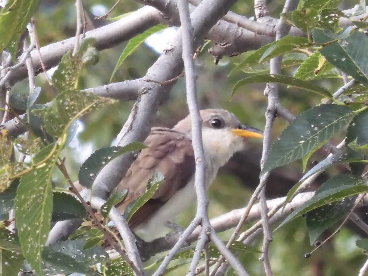 Yellow-billed Cuckoo - ML601723181