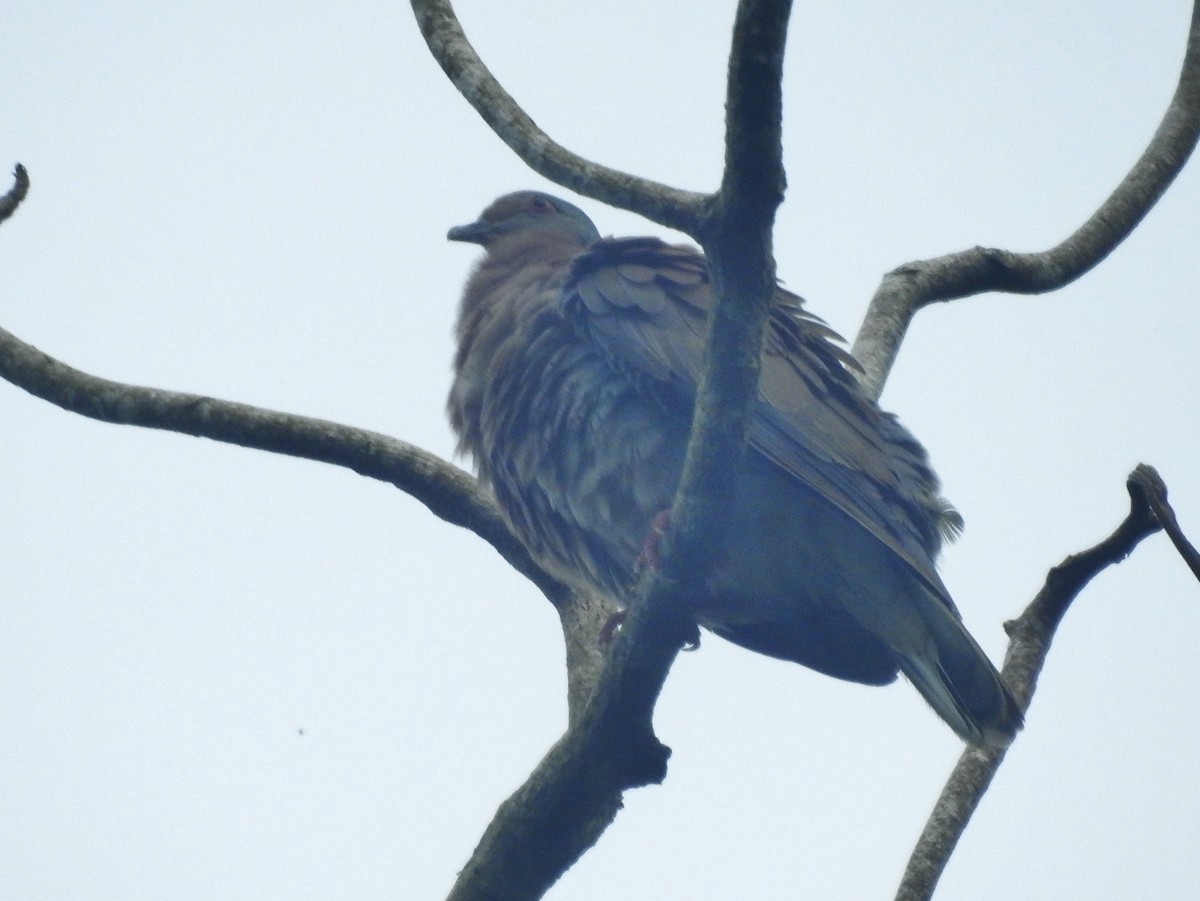 Pale-vented Pigeon - Kent Miller