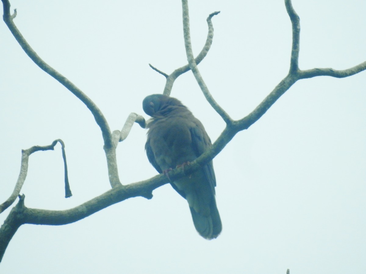 Pale-vented Pigeon - ML601723261