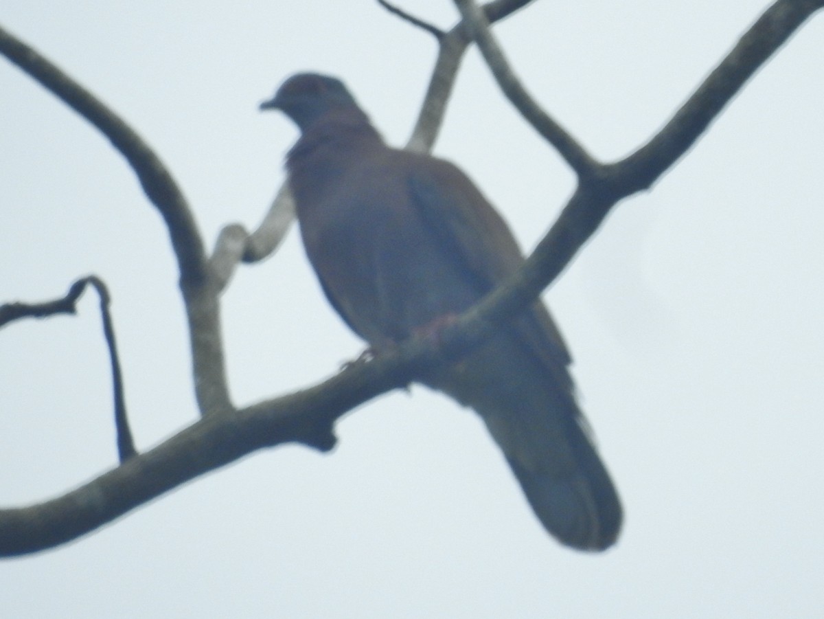 Pale-vented Pigeon - ML601723271