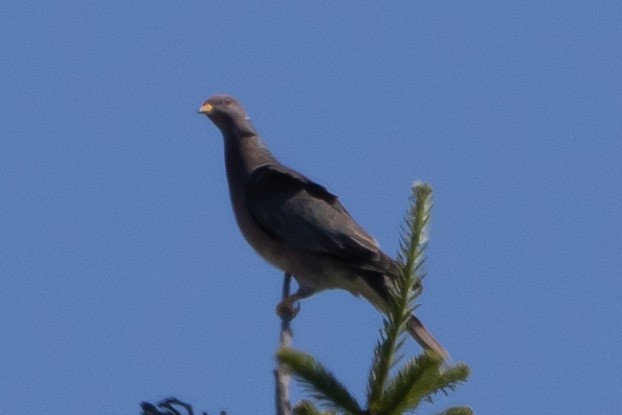 Band-tailed Pigeon - John Trent