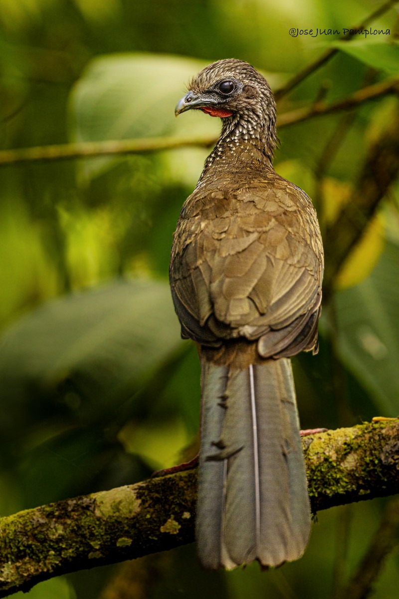 Speckled Chachalaca - Jose Juan Pamplona