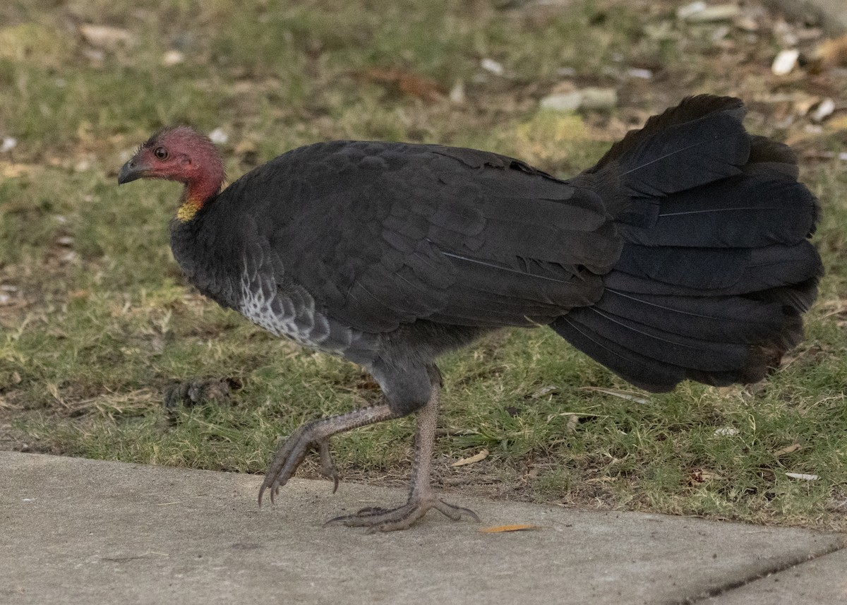 Australian Brushturkey - ML601723691