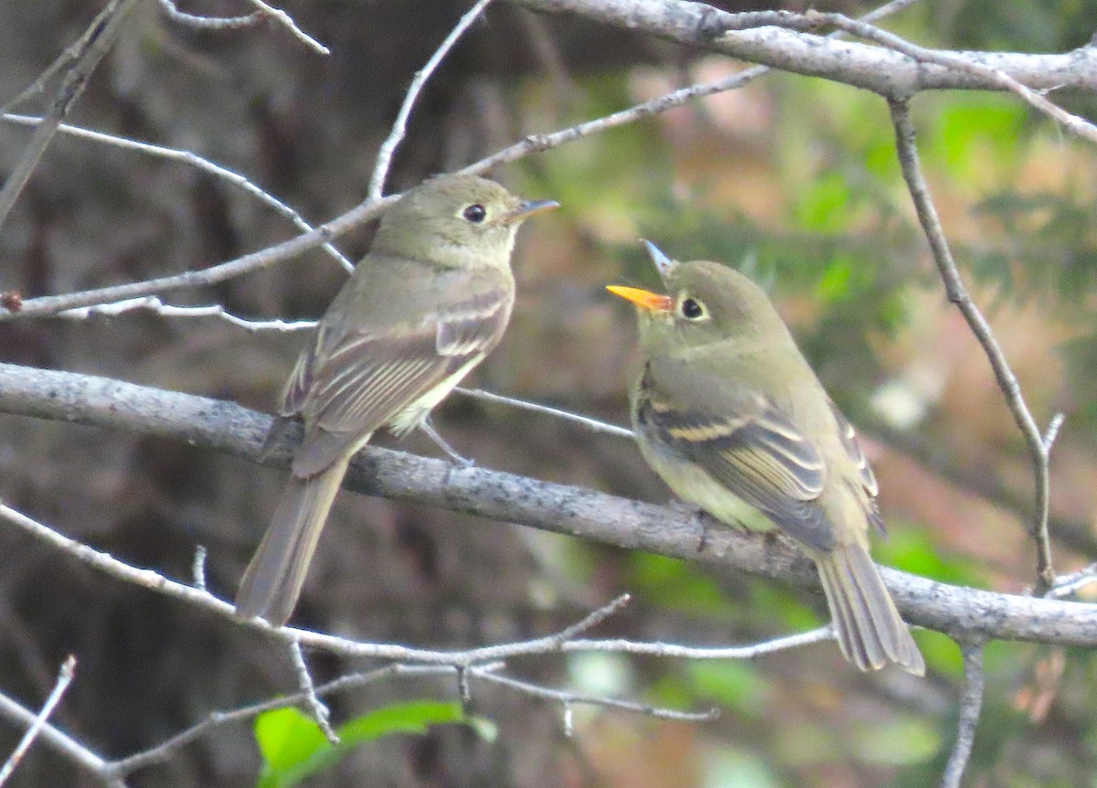 Western Flycatcher (Cordilleran) - ML601723991