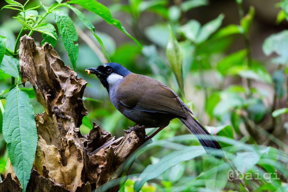 Black-throated Laughingthrush - ML601724661