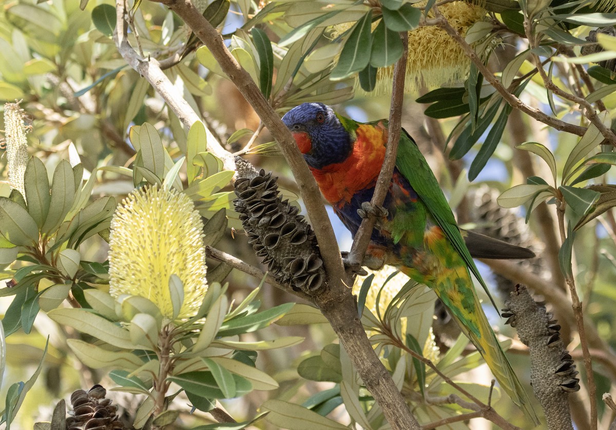 Rainbow Lorikeet - ML601725181
