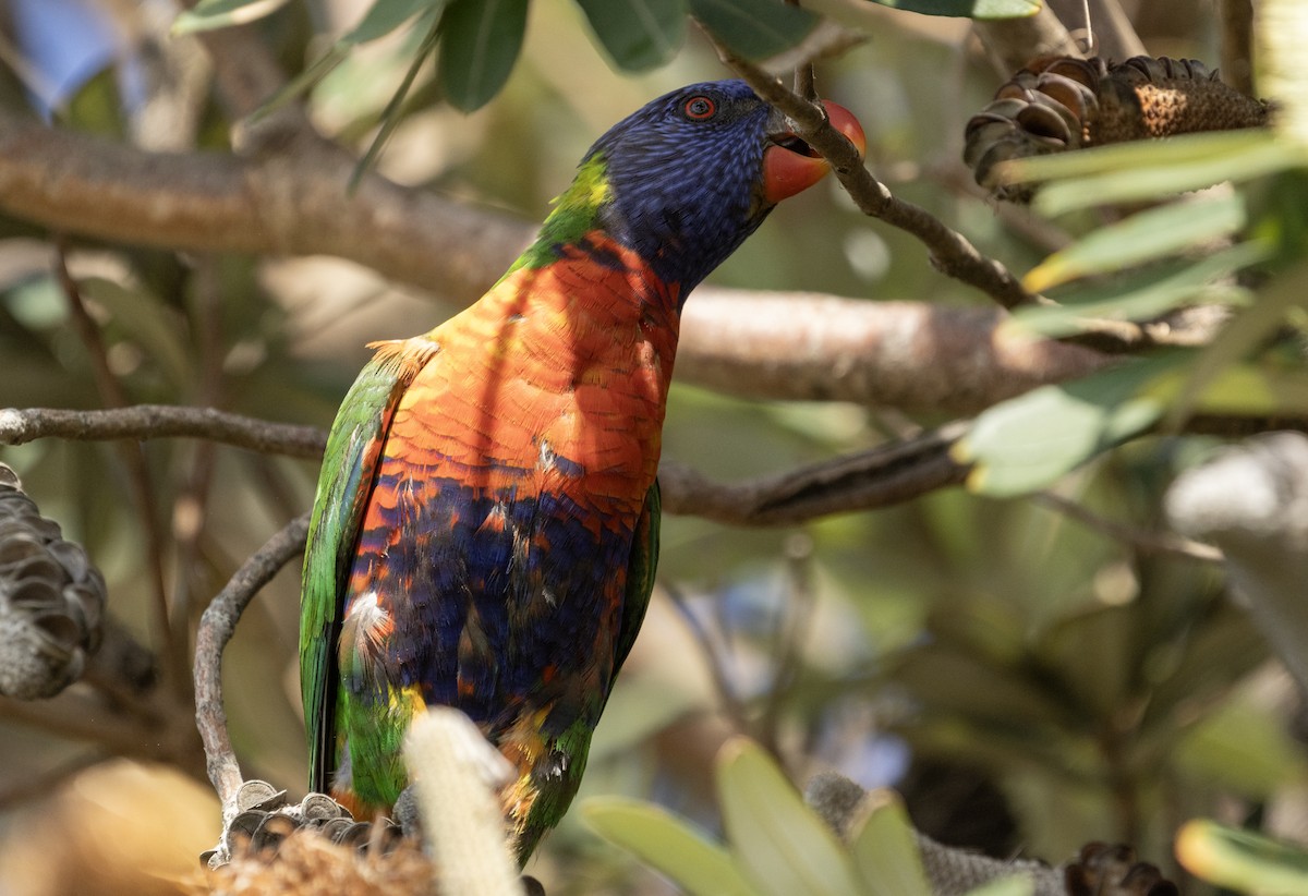 Rainbow Lorikeet - ML601725221