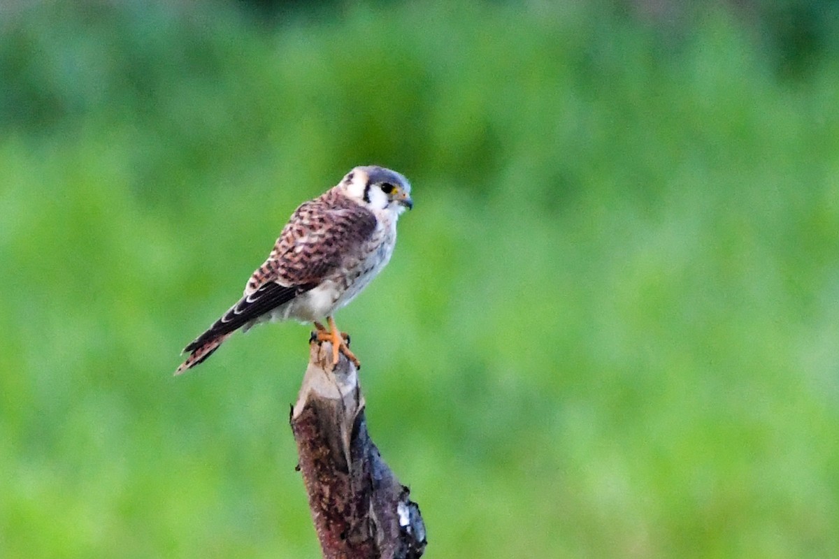 American Kestrel - ML601725311