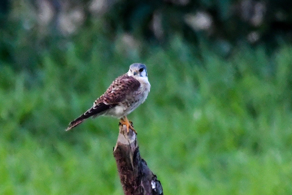 American Kestrel - ML601725321