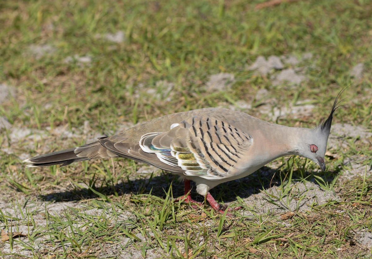 Crested Pigeon - ML601725331