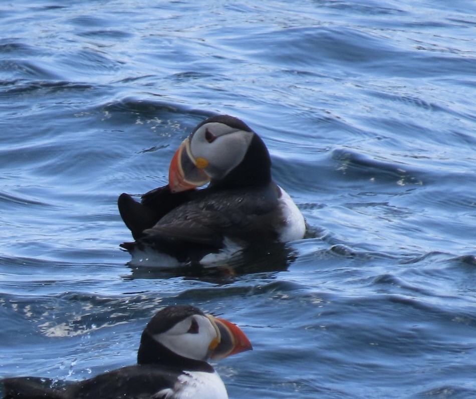 Atlantic Puffin - ML601725481