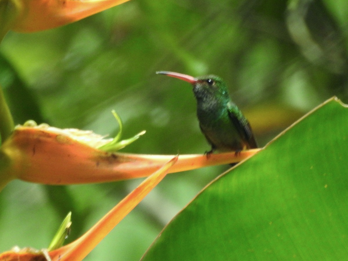 Rufous-tailed Hummingbird - ML601725501