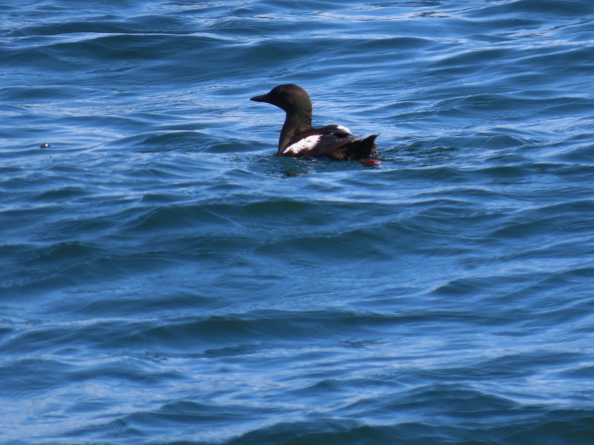 Black Guillemot - ML601725641