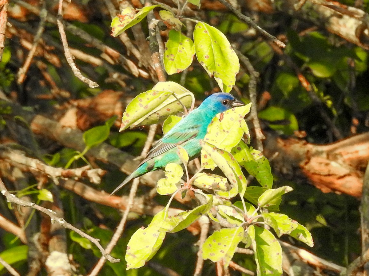 Indigo Bunting - ML60172571