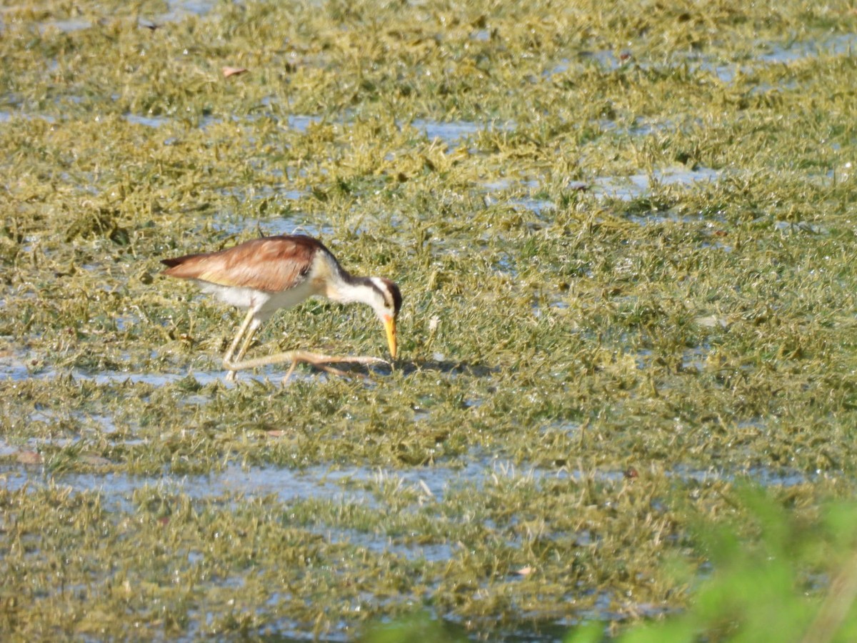 Wattled Jacana - ML601725801