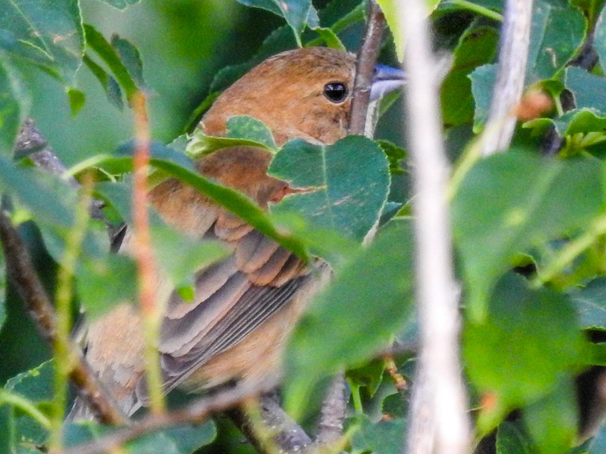 Indigo Bunting - ML60172591