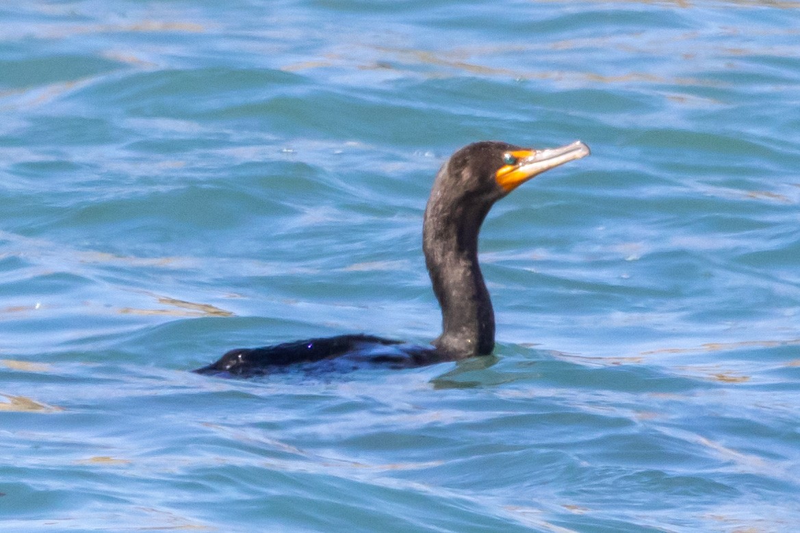 Double-crested Cormorant - ML601726571