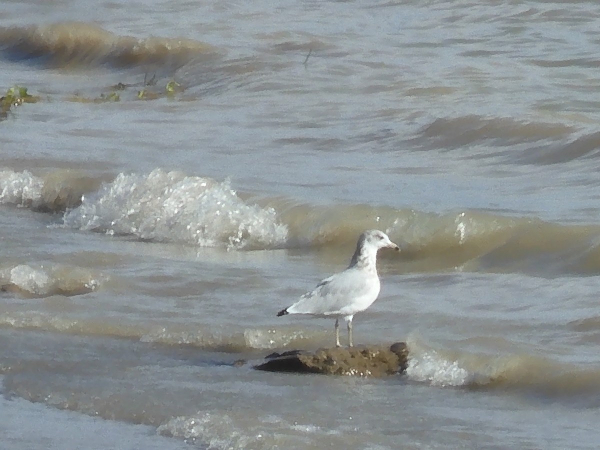 Ring-billed Gull - ML601727391