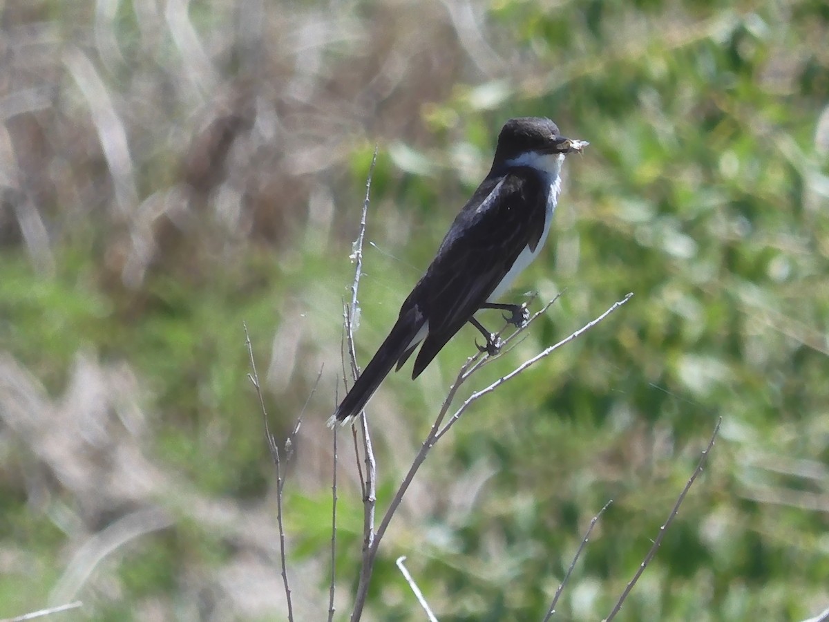 Eastern Kingbird - Nancy Bruce