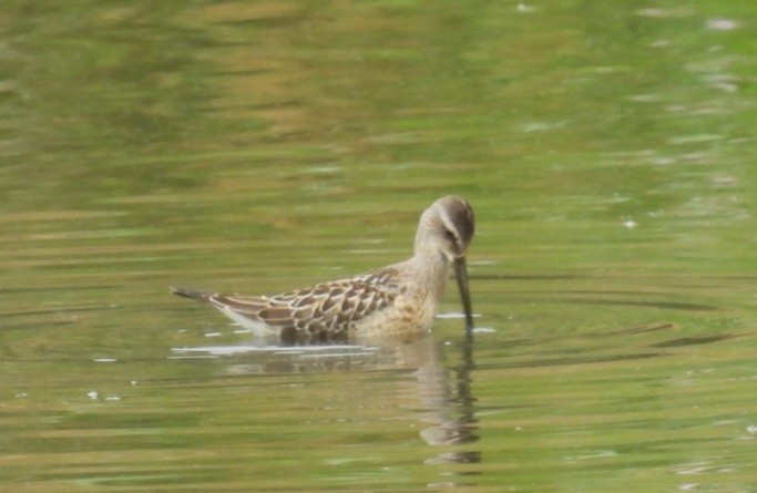 Stilt Sandpiper - ML601729131