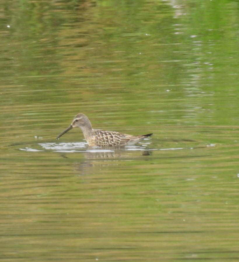 Stilt Sandpiper - MaryAnn Clayton