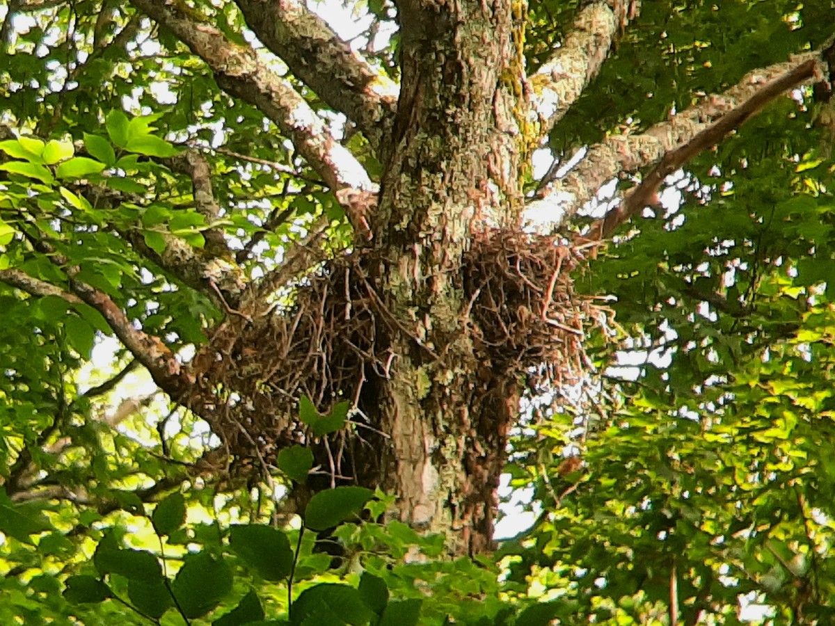 Broad-winged Hawk - ML601729271