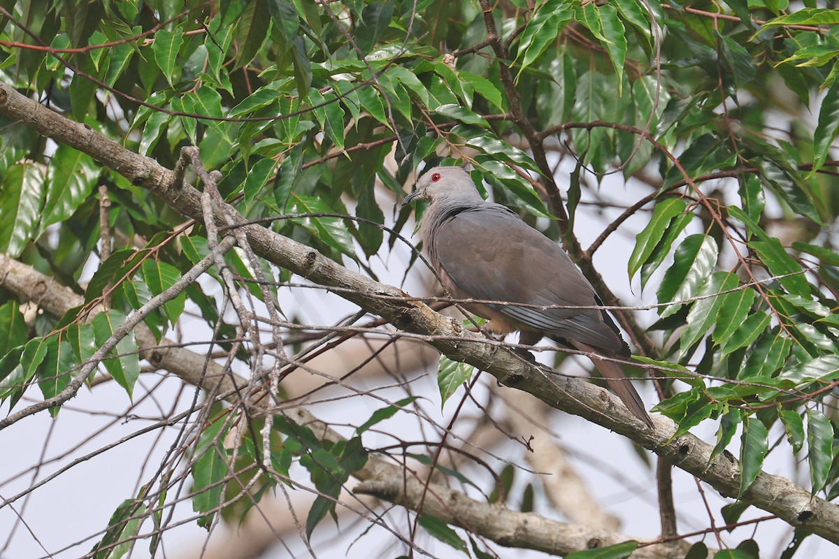 Peale's Imperial-Pigeon - ML601729511