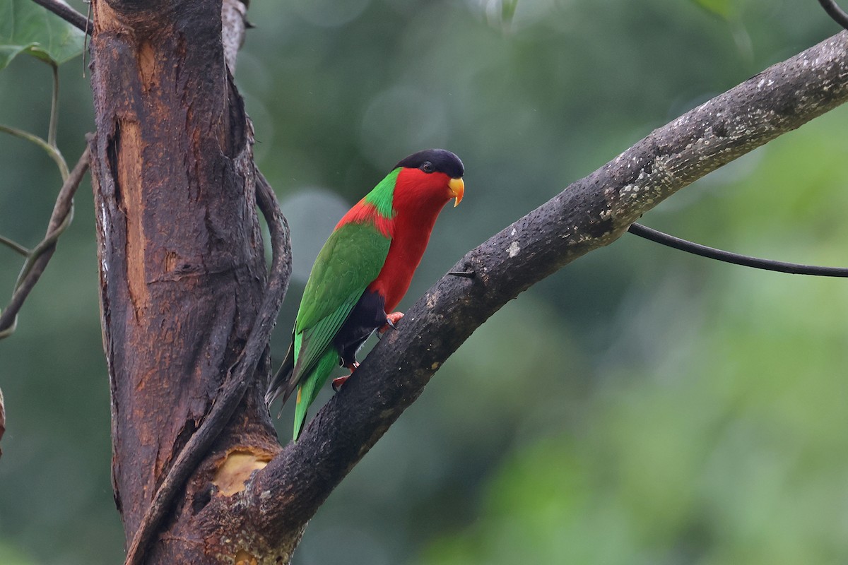 Collared Lory - ML601729571