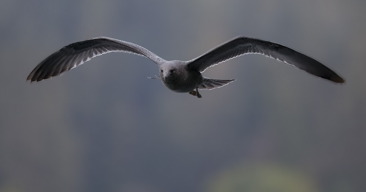 California Gull - Brent Angelo