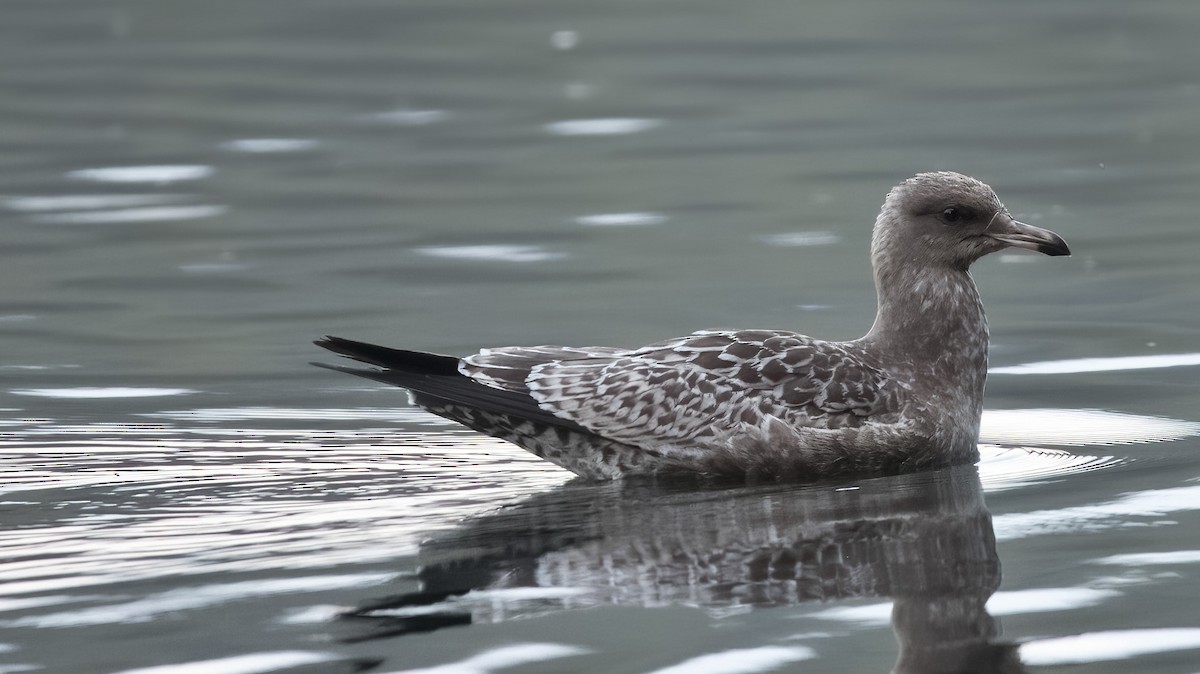 California Gull - Brent Angelo