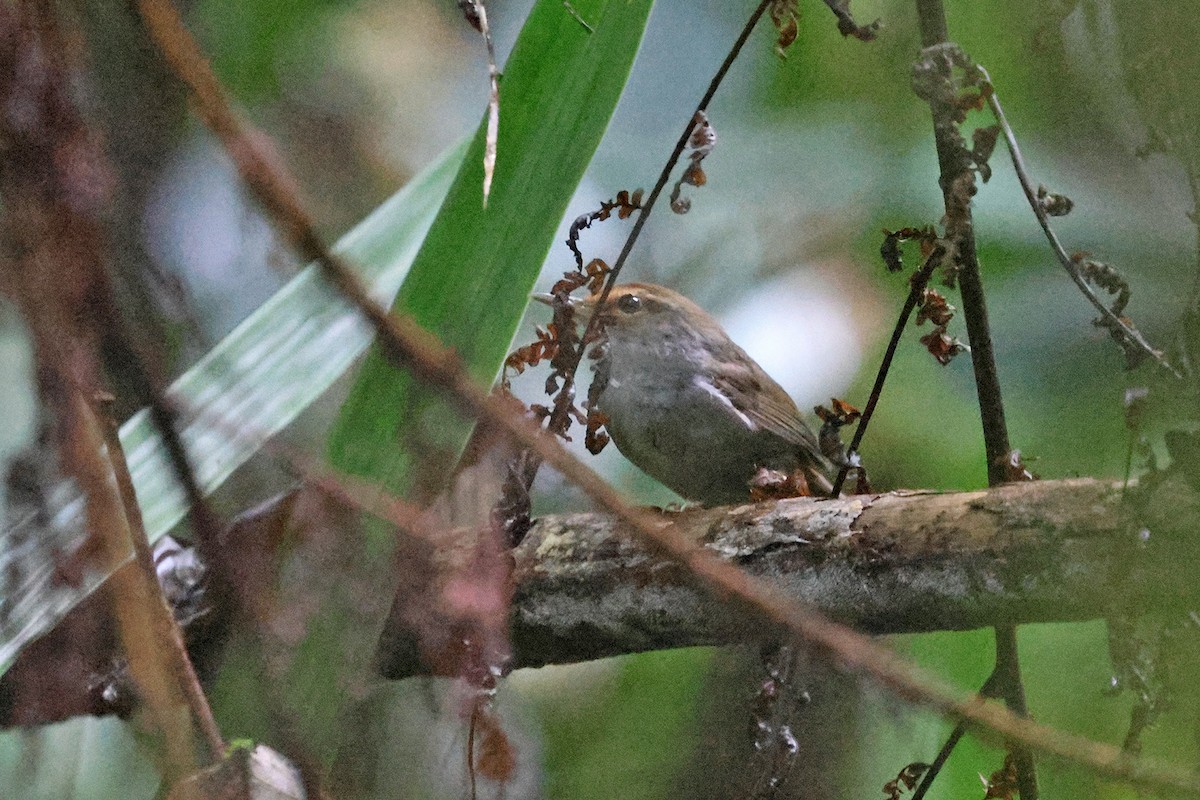 Fiji Bush Warbler - ML601729831