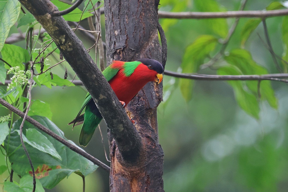 Collared Lory - ML601730191