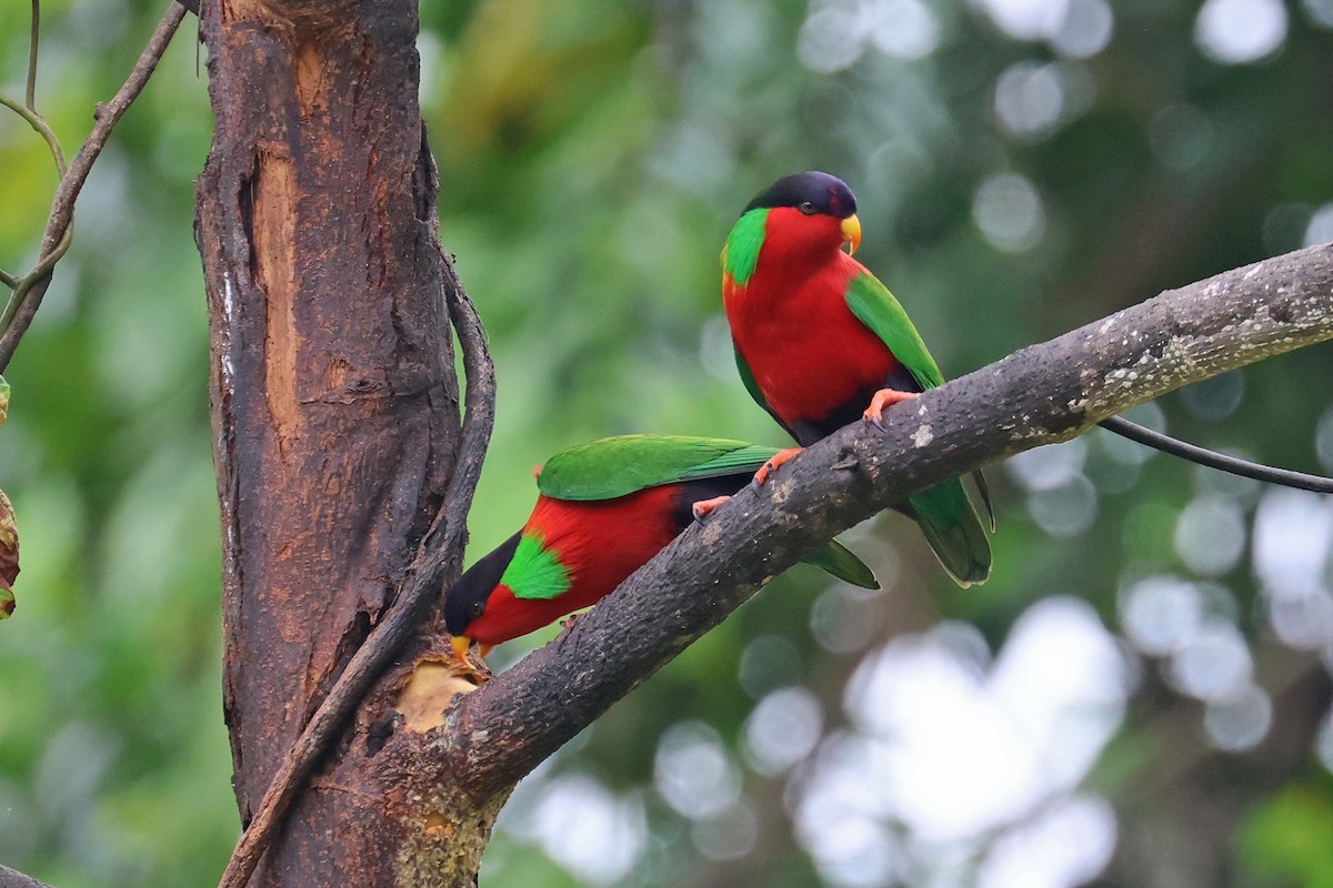 Collared Lory - ML601730201