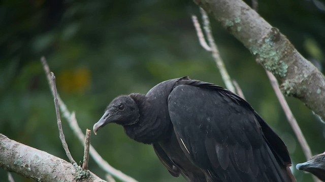 Black Vulture - ML601730711