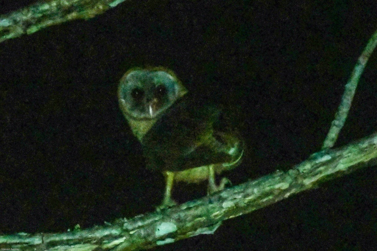Ashy-faced Owl - ML601730731