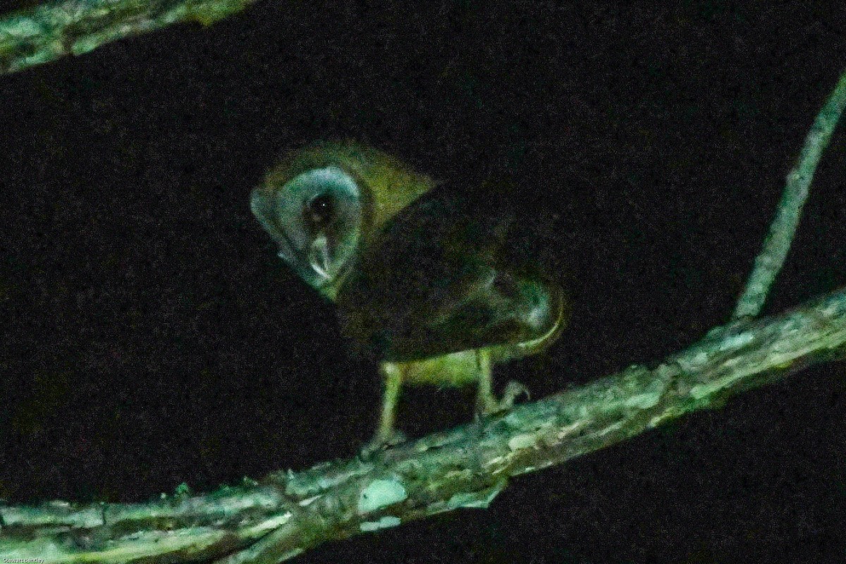 Ashy-faced Owl - ML601730751