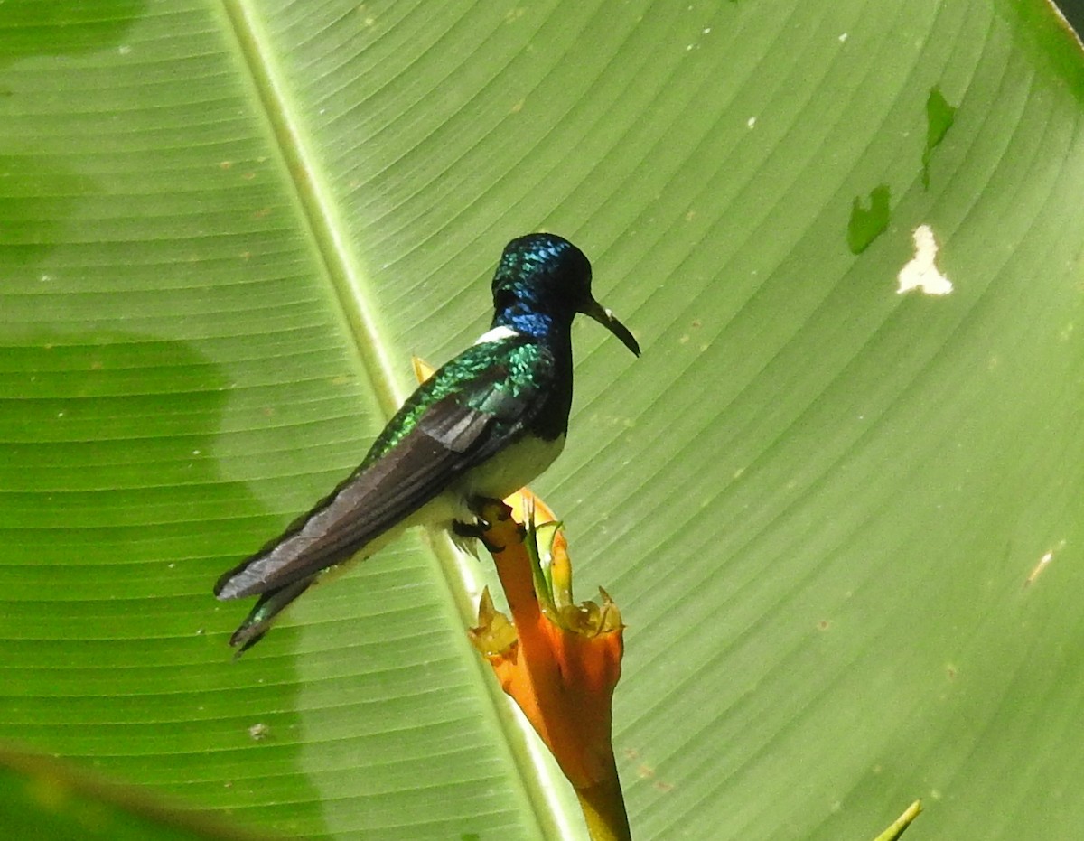 White-necked Jacobin - ML601731491