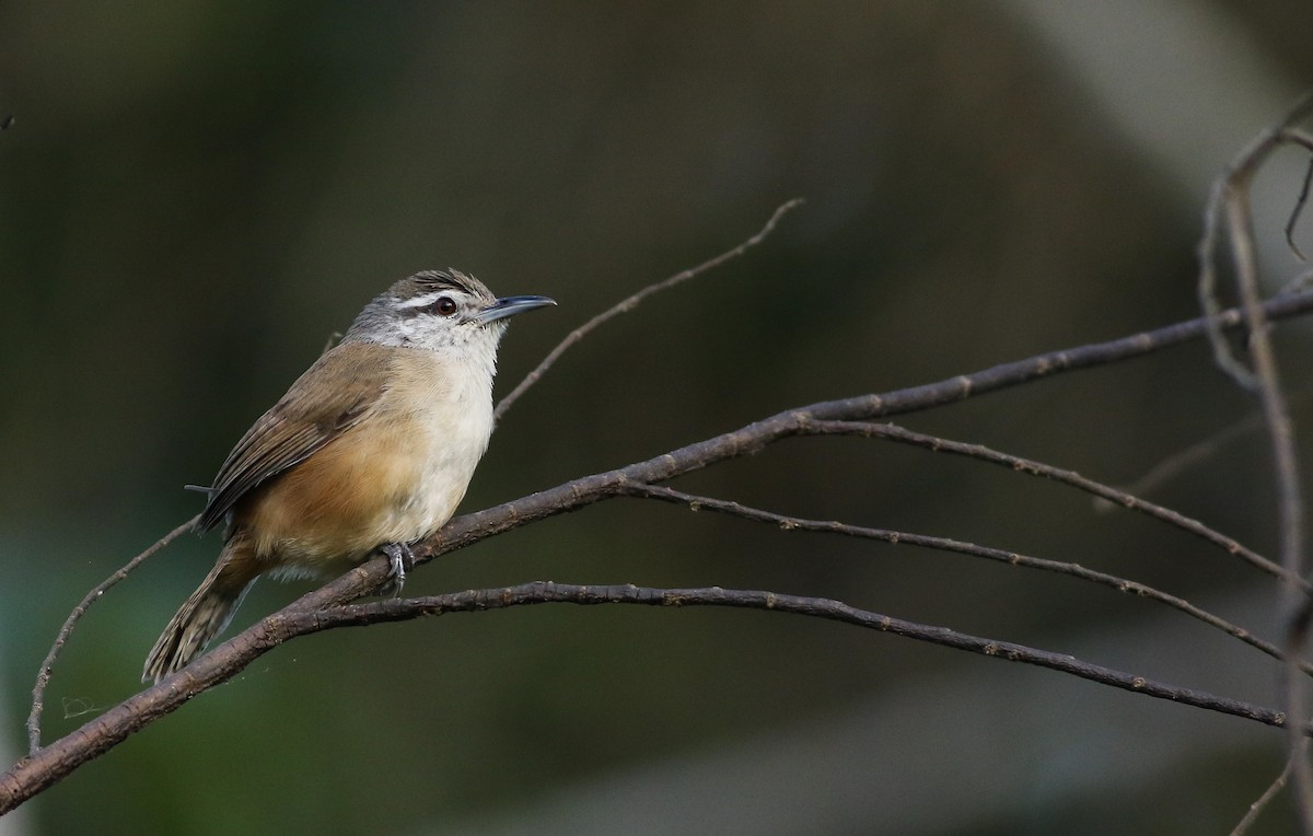 Isthmian Wren - Cameron Rutt