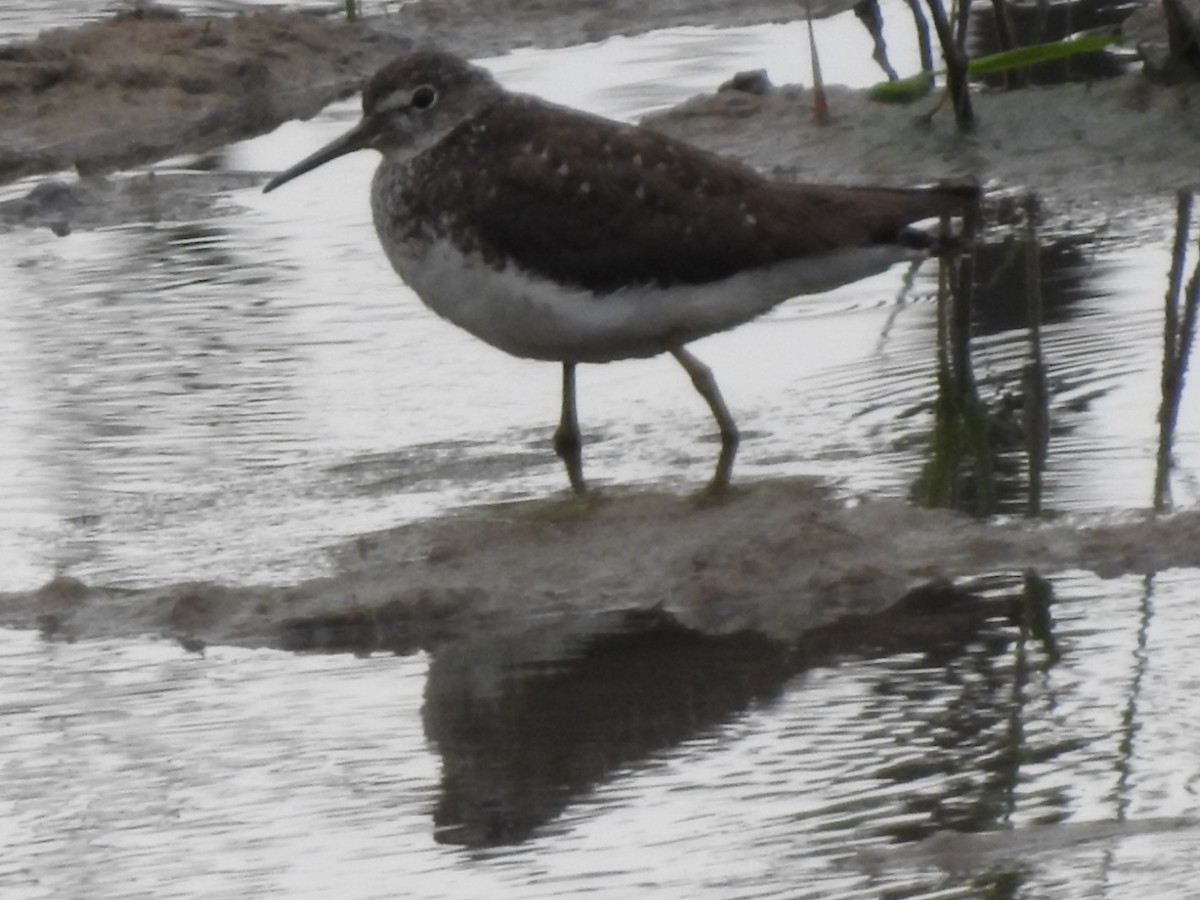 Green Sandpiper - ML601731661